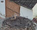 Capi_Dubne_20250905_071003.jpg