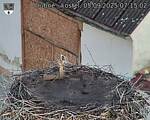 Capi_Dubne_20250905_071502.jpg