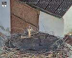 Capi_Dubne_20250905_072504.jpg