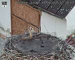 Capi_Dubne_20250905_073003.jpg
