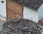 Capi_Dubne_20250905_091503.jpg