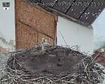 Capi_Dubne_20250905_092503.jpg