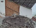 Capi_Dubne_20250905_094503.jpg