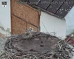 Capi_Dubne_20250905_095003.jpg