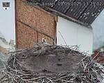 Capi_Dubne_20250905_132502.jpg