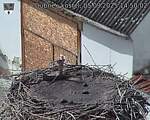 Capi_Dubne_20250905_145002.jpg