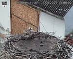 Capi_Dubne_20250905_150002.jpg