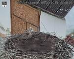 Capi_Dubne_20250905_154003.jpg