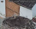 Capi_Dubne_20250905_154502.jpg