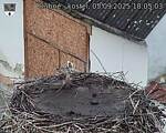 Capi_Dubne_20250905_180503.jpg