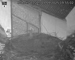 Capi_Dubne_20250905_195502.jpg