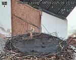 Capi_Dubne_20250906_061502.jpg