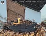 Capi_Dubne_20250906_065002.jpg