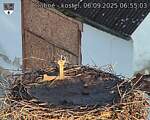 Capi_Dubne_20250906_065503.jpg
