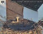 Capi_Dubne_20250906_070002.jpg