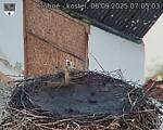 Capi_Dubne_20250906_070503.jpg