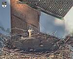 Capi_Dubne_20250906_074002.jpg