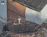 Capi_Dubne_20250906_075003.jpg