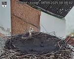 Capi_Dubne_20250906_080002.jpg