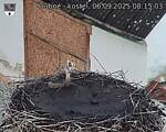 Capi_Dubne_20250906_081503.jpg