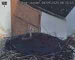 Capi_Dubne_20250906_083503.jpg