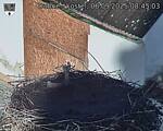 Capi_Dubne_20250906_084503.jpg