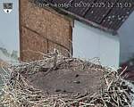 Capi_Dubne_20250906_123503.jpg