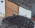 Capi_Dubne_20250906_124002.jpg