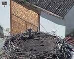 Capi_Dubne_20250906_143503.jpg