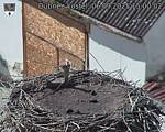 Capi_Dubne_20250906_150003.jpg