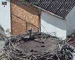 Capi_Dubne_20250906_152002.jpg