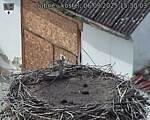Capi_Dubne_20250906_153003.jpg