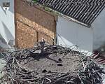 Capi_Dubne_20250906_160003.jpg