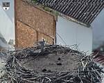 Capi_Dubne_20250906_161003.jpg