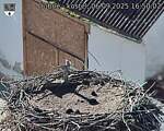 Capi_Dubne_20250906_165002.jpg