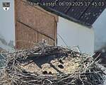 Capi_Dubne_20250906_174503.jpg