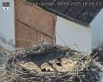 Capi_Dubne_20250906_180503.jpg