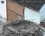 Capi_Dubne_20250906_194503.jpg