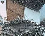 Capi_Dubne_20250906_195002.jpg