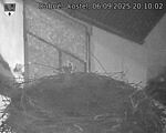 Capi_Dubne_20250906_201002.jpg
