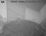 Capi_Dubne_20250907_060003.jpg