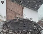 Capi_Dubne_20250907_062503.jpg