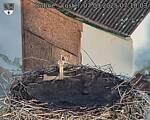 Capi_Dubne_20250907_071003.jpg
