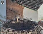Capi_Dubne_20250907_071502.jpg