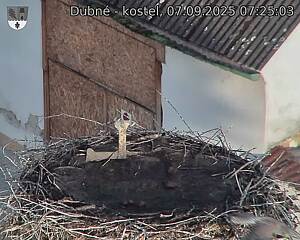 Capi_Dubne_20250907_072503.jpg (1350 x 1080)