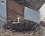 Capi_Dubne_20250907_073002.jpg