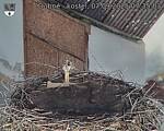 Capi_Dubne_20250907_073503.jpg