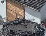 Capi_Dubne_20250907_153003.jpg