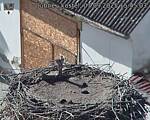 Capi_Dubne_20250907_154503.jpg
