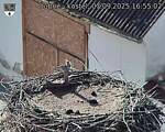 Capi_Dubne_20250907_165502.jpg
